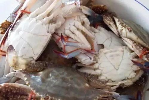 梭子蟹爆料视频,揭秘海鲜市场的那些不为人知 第1张 梭子蟹爆料视频,揭秘海鲜市场的那些不为人知 第1张